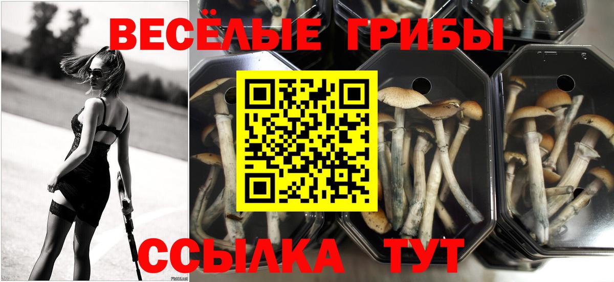 Обнинск  купить наркоту  Вход с VPN  Галлюциногенные грибы Psilocybine cubensis 